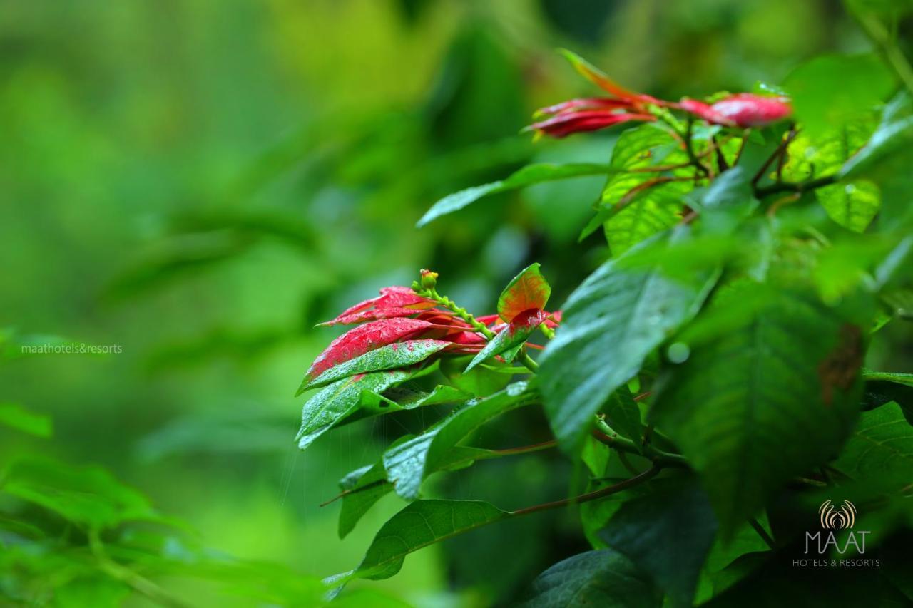 Dew Drops Farm Resorts Munnar Exterior foto